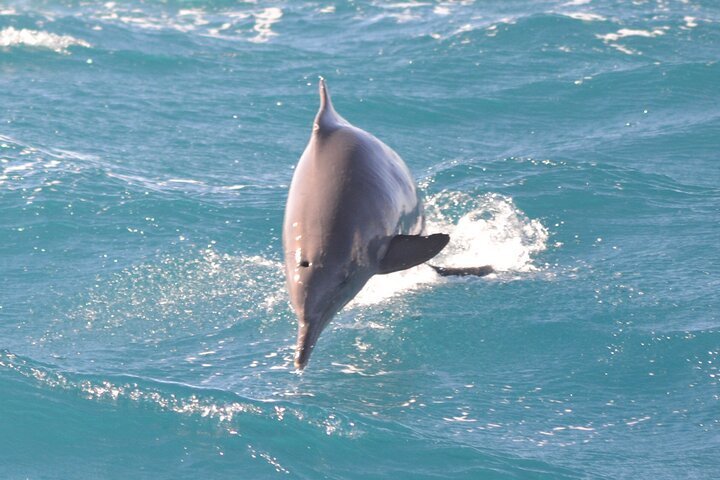 Dolphin House Full-Day Snorkeling Boat Trip from Hurghada