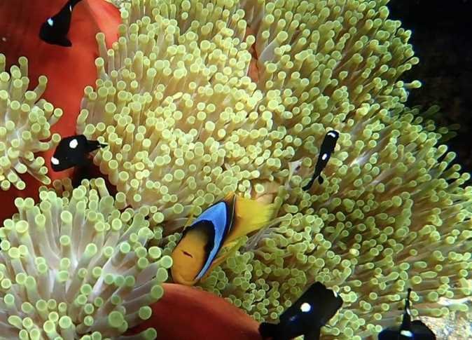 Escursione di un'intera giornata di snorkeling a Orange Bay Island a Hurghada con pranzo e attività acquatiche