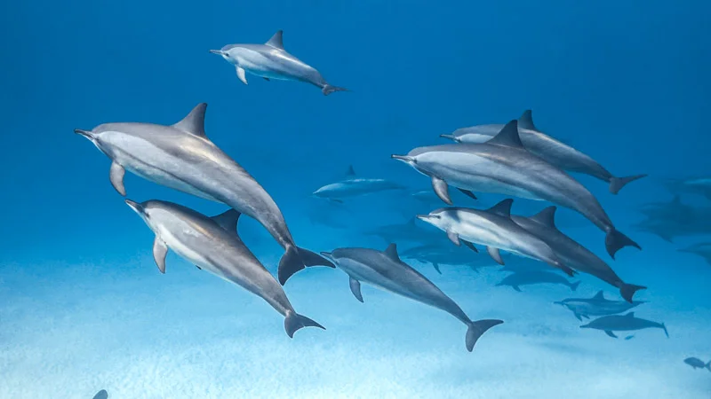 Dolphin House Full-Day Snorkeling Boat Trip from Hurghada