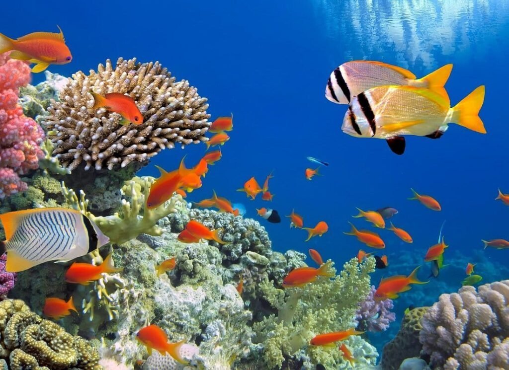 رحلة جزيرة باراديس سنوركل يوم كامل من الغردقة