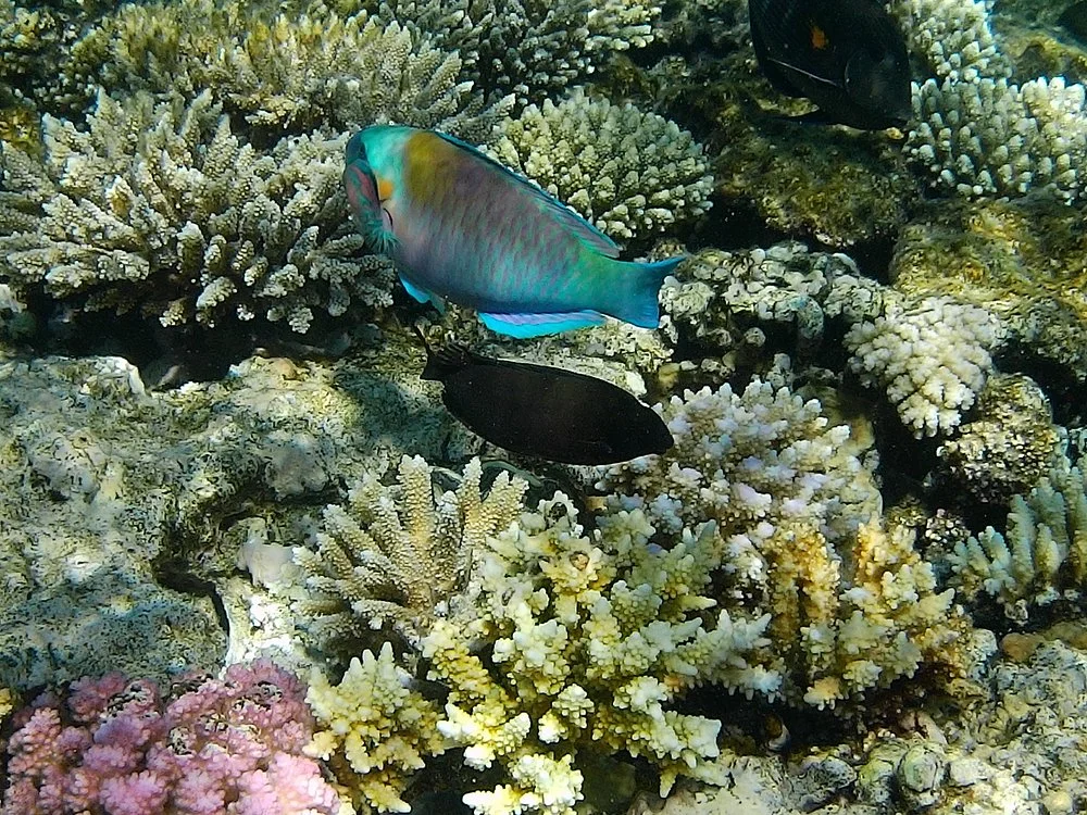 Dolphin House Full-Day Snorkeling Boat Trip from Hurghada